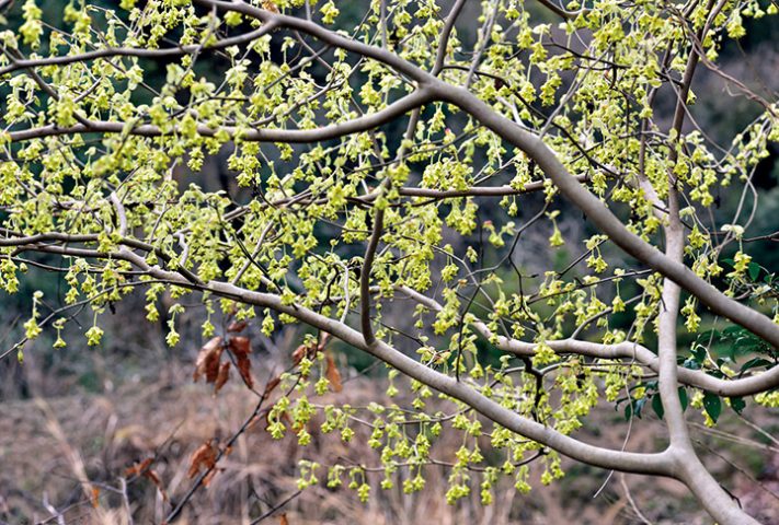 枝いっぱいに黄色い春