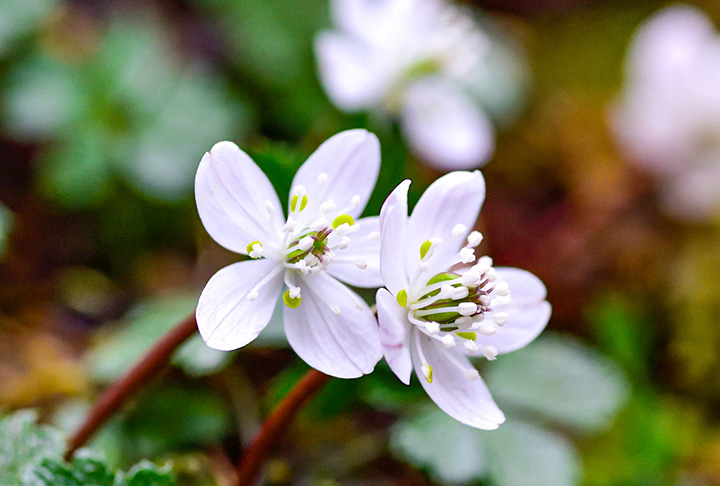 梅の花に似たバイカオウレン