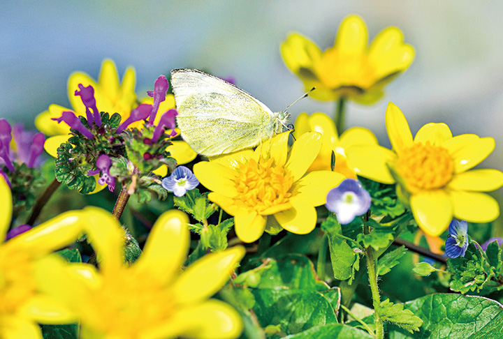 春のてんこ盛り