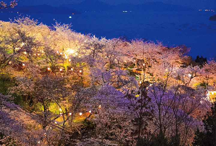 海辺の夜桜