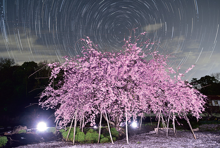 枝垂れ桜と北天の空