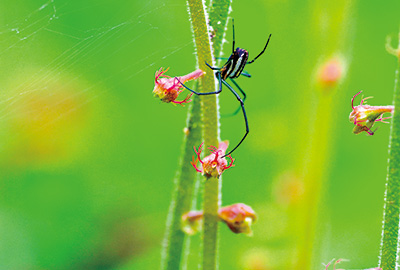小さな沢植物チャルメルソウ