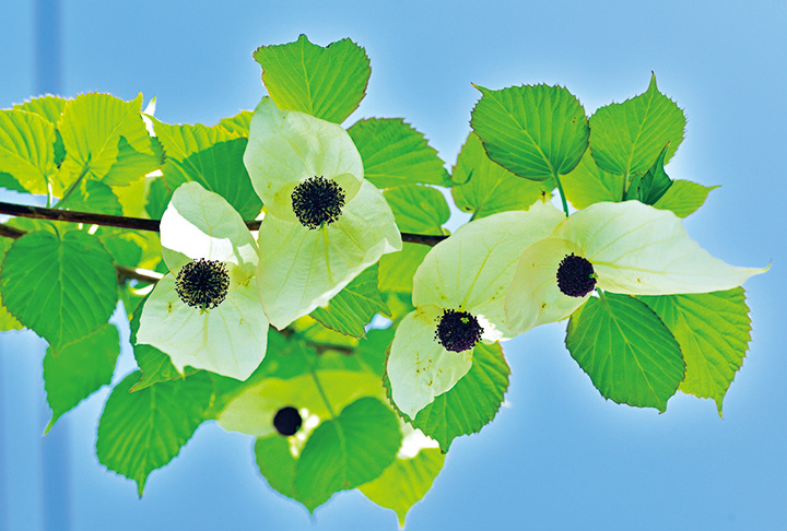 春風に揺れる白いハンカチ