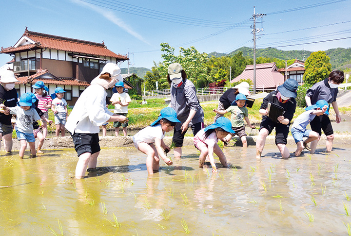 どろんこにぎやか　園児が田植え体験