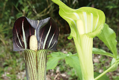 2色のマムシグサ