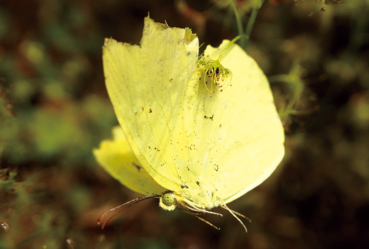 イシモチソウ、恐るべし
