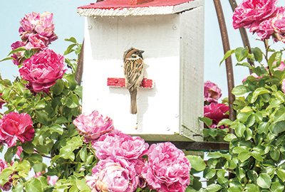 バラ園で子育て