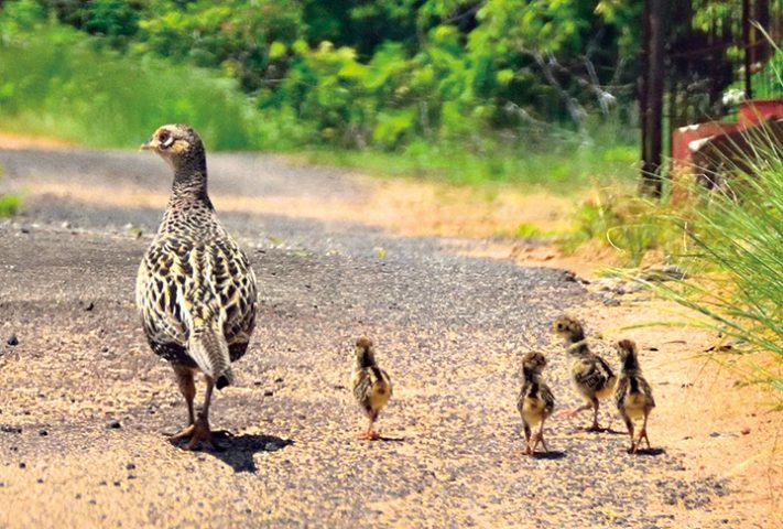 左右確認、キジの親子横断