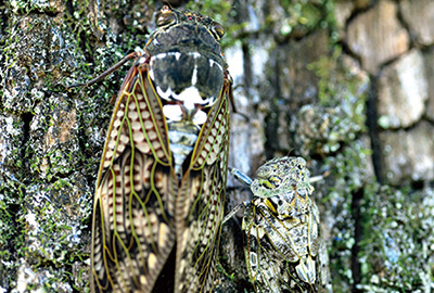 忍者セミと2ショット