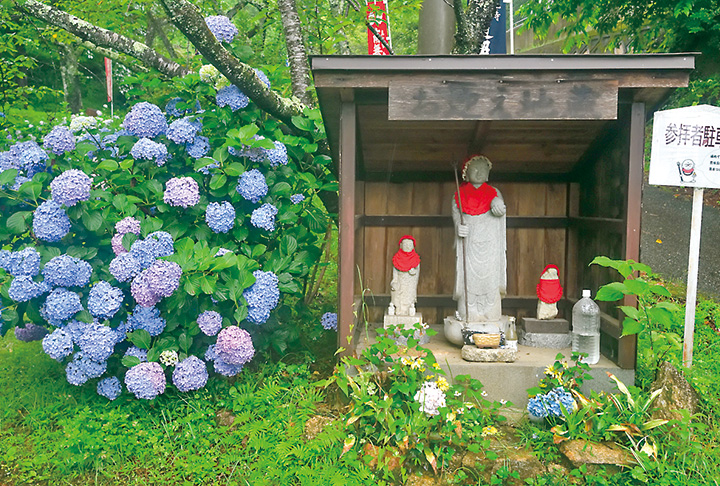 梅雨を彩るアジサイ