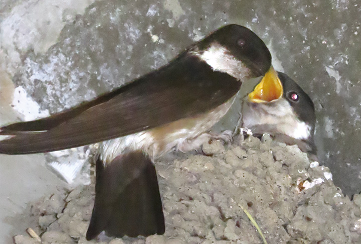 子育ては橋の下