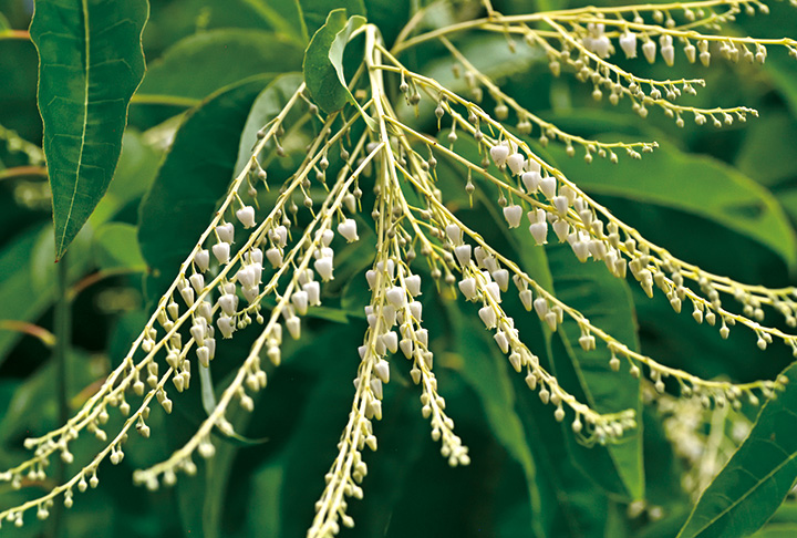 えっ？　スズランが木に咲くの？