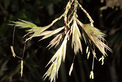 花とは思えない竹の花