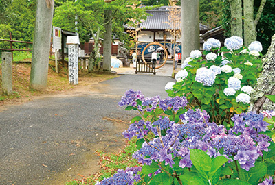 雨の似合うアジサイと茅の輪くぐり