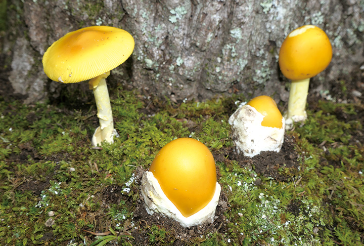 ゆで卵のそっくりさん