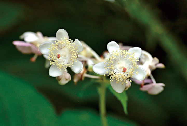 梅に似た花、ギンバイソウ