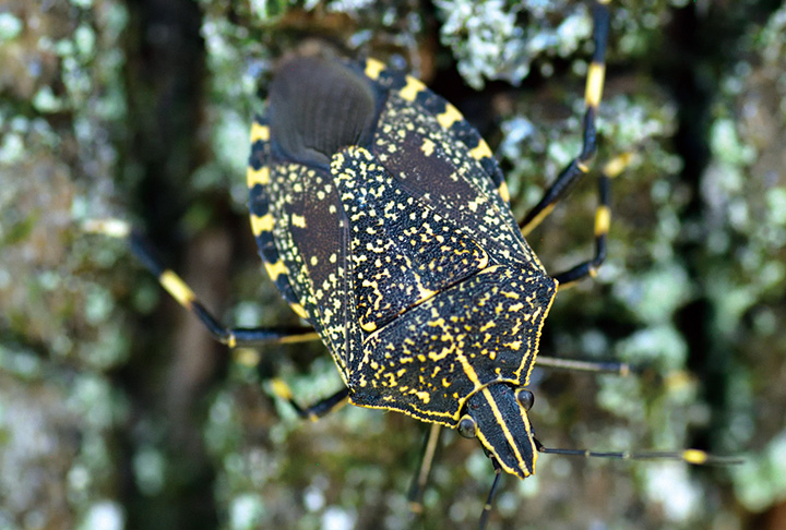 北上するキマダラカメムシ