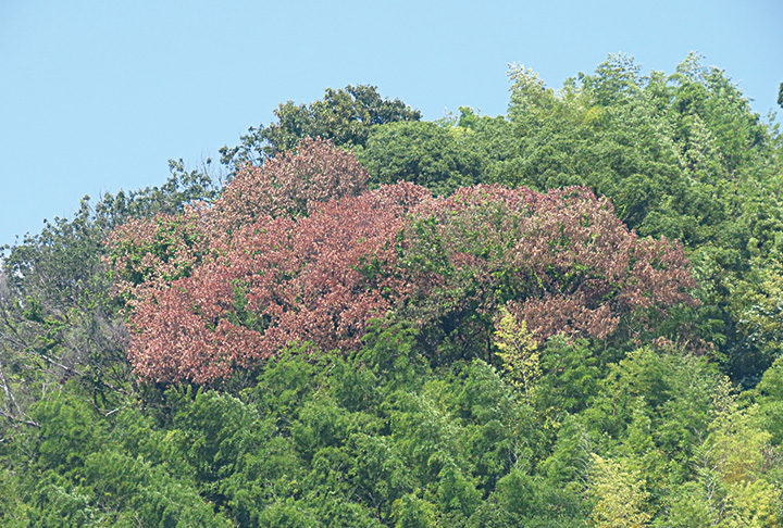 ナラ枯れ拡大中