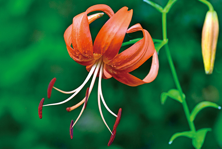 無点花のオニユリ