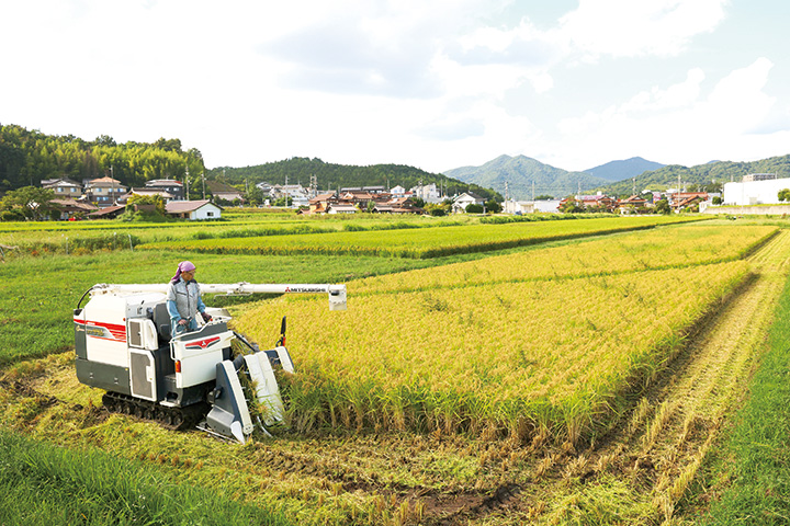 今年最初の稲刈り、もち米（9月上旬）を収穫する佐々木さん。にこまるの収穫は10月下旬ごろ