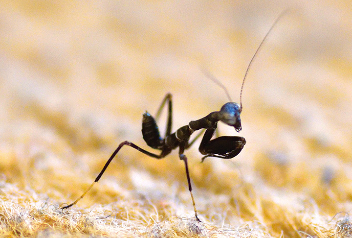 今年も出合えた、サツマヒメカマキリ