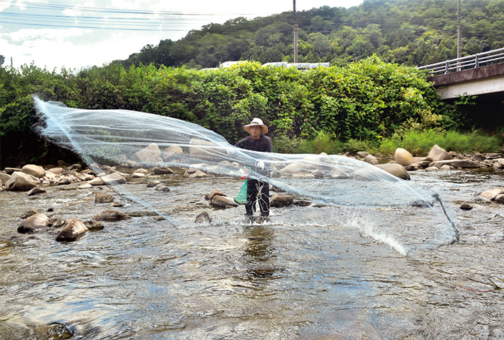 夏の風物詩、沼田川のアユの投網漁