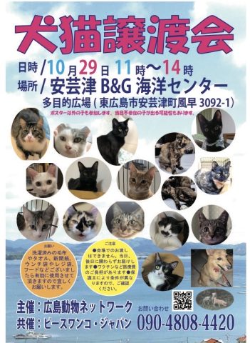 犬猫譲渡会1029