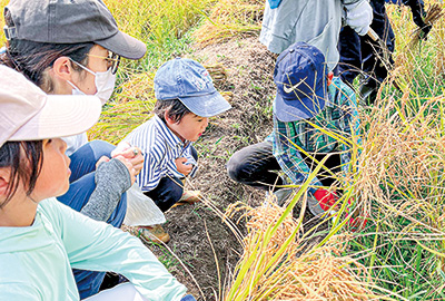 稲刈りを体験する子どもたち（撮影・林）