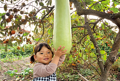 長ーい！ インドのウリ