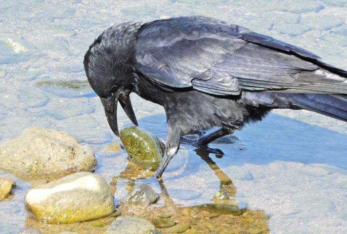 賢いカラス