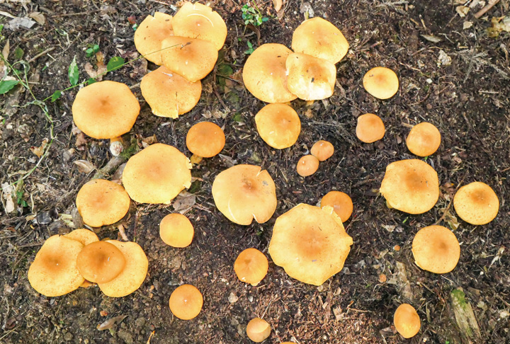 やぶの中に金貨