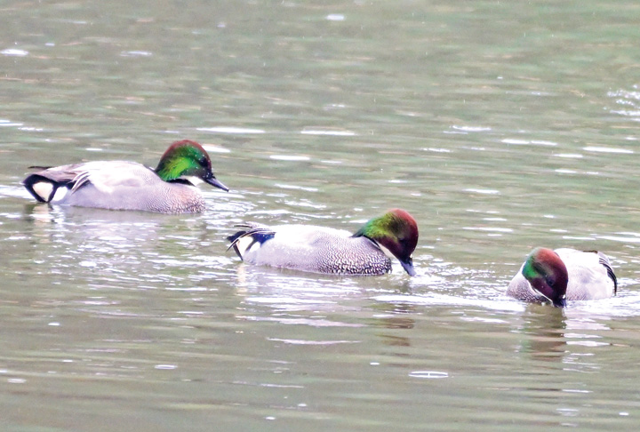 ナポレオンガモ