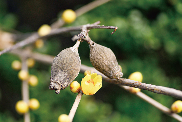 ロウバイの花と実