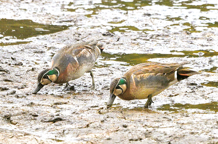フォトリポート230110トモエガモ