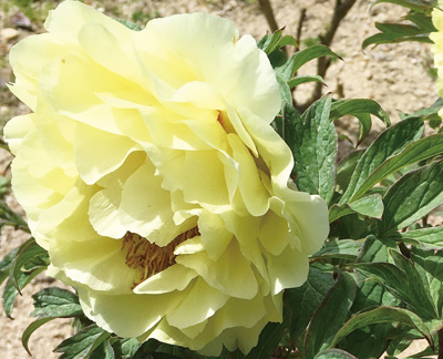 牡丹の花。春は梅・桜に始まり、新緑が目に鮮やかな5月には、牡丹・サツキが見ごろ