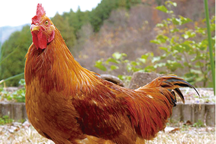 東広島こい地鶏