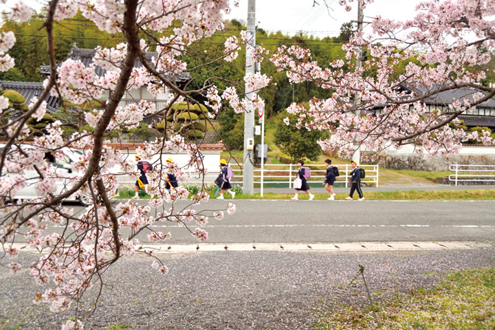 桜満開、新学期を祝う