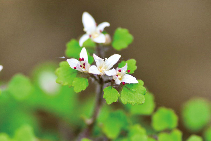 沢沿いに咲くシロバナネコノメソウ
