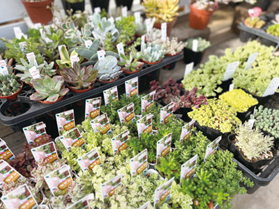 ＼多肉コーナーが拡大！／
