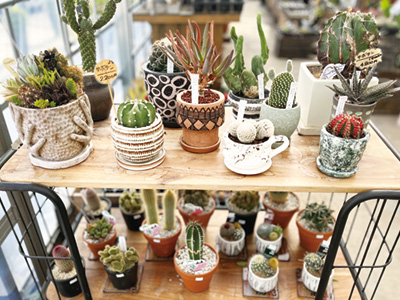 ＼サボテンを選ぶのが楽しい！／