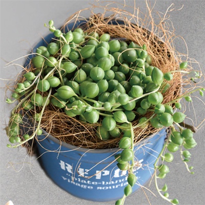 グリーンネックレス