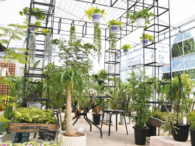 ＼観葉植物に癒やされる～／