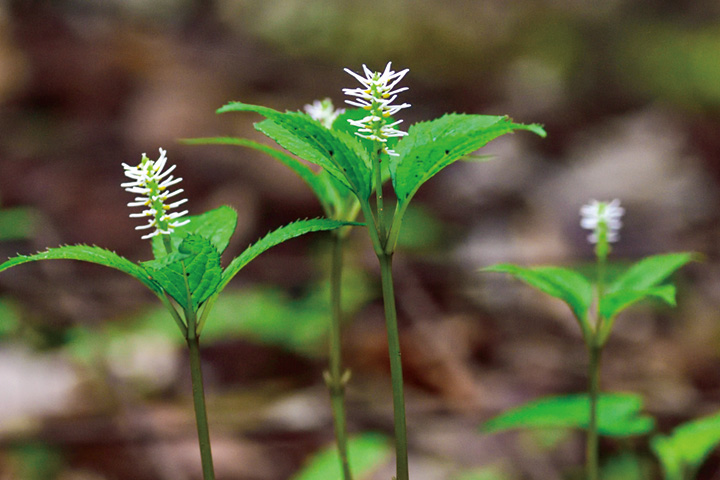にぎやかに咲く、ヒトリシズカ