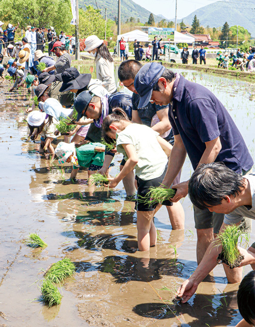 昔ながらの田植えを体験する参加者ら(撮影・山北)