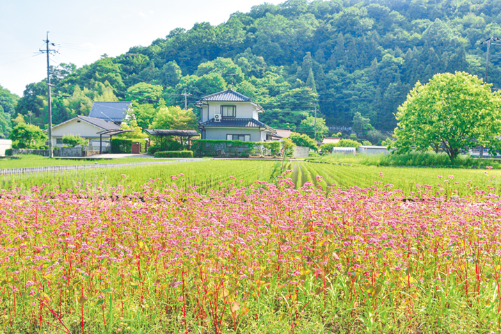 早苗田に映える赤ソバの花