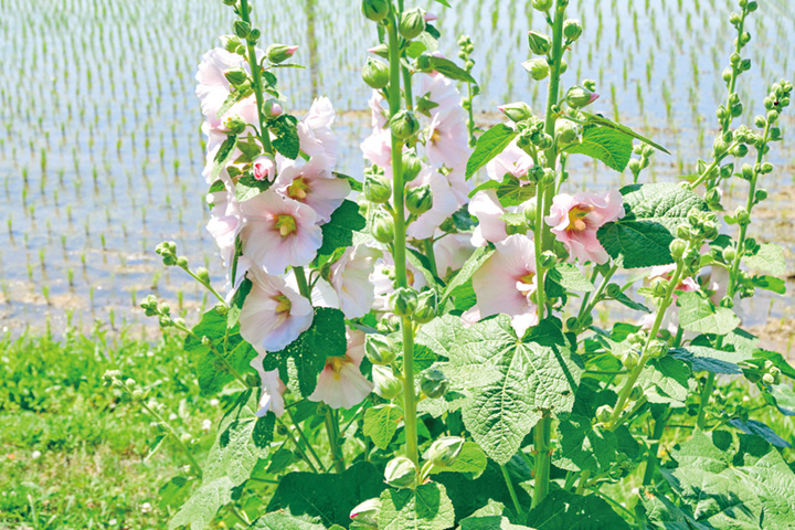 梅雨告げ花タチアオイ咲く