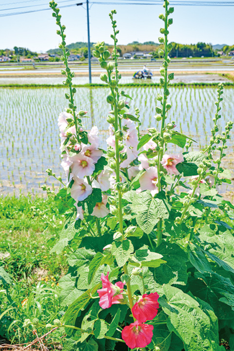 梅雨告げ花タチアオイ咲く