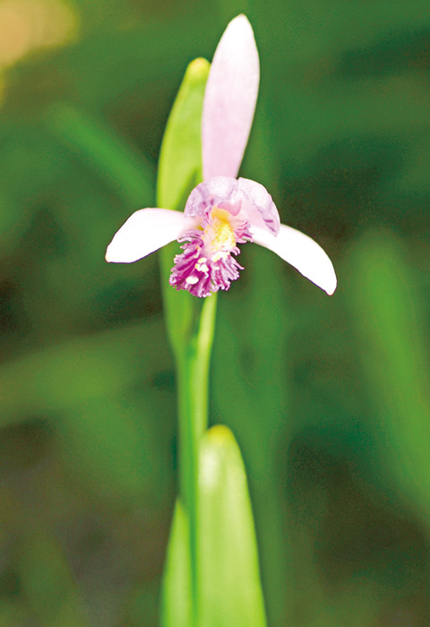 朱鷺色の花、トキソウ開花