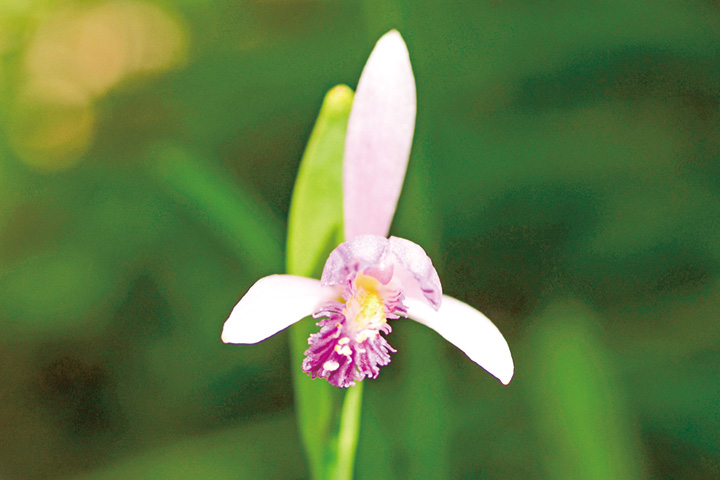 朱鷺色の花、トキソウ開花