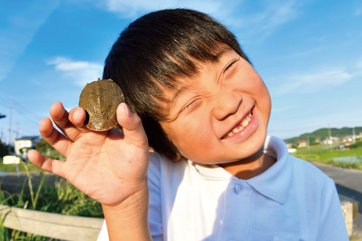 小さなアイドル、スッポンの赤ちゃん